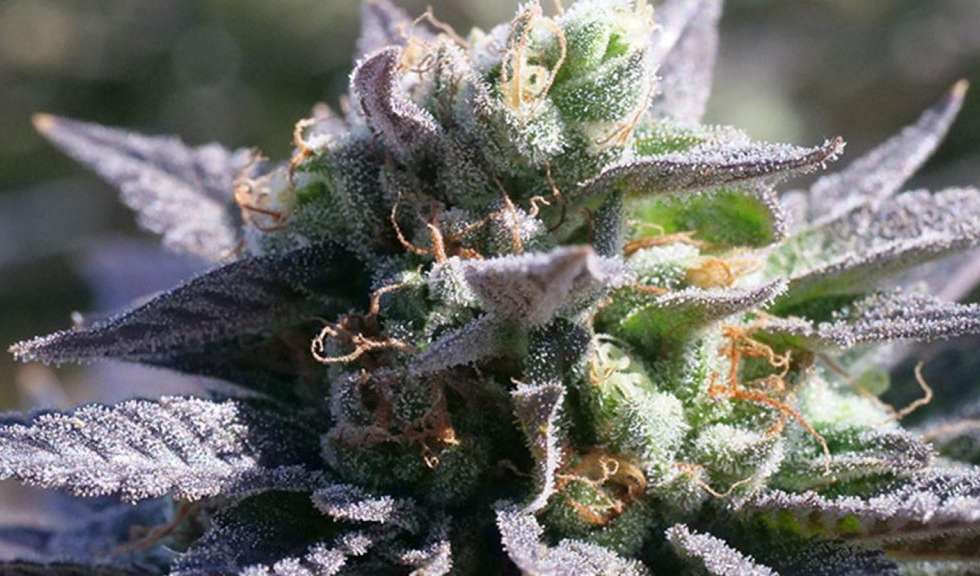 Cannabis Seeds